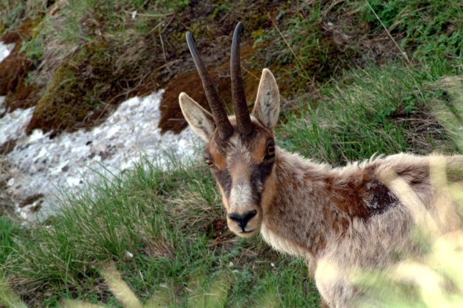 Camoscio d''Abruzzo Rupicapra pyrenaica ornata